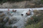 Συνεχίζεται η κακοποίηση ζώων στη Σκύρο. Πλήρης αδιαφορία των αρμόδιων φορέων